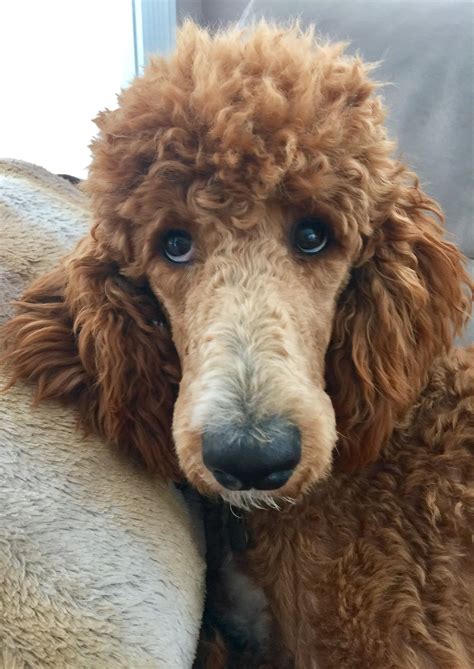 A Close Up Of A Poodle Dog With Its Head On The Back Of A Couch