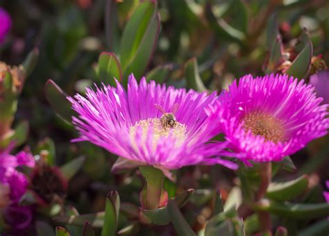 Berikut flora dan fauna endemik negara malaysia. Parklands & Waterways | City of Canada Bay Council