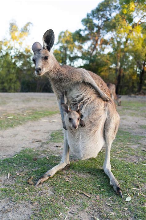 Australia Queensland Mum Kangaroo Carrying Joey In Her Pouch Stock Photo