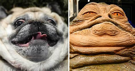 15 Dogs That Look Exactly Like Other Things