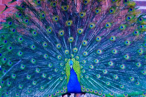 Hd Peacock Wallpaper Wallpapers Backgrounds Images Art Photos