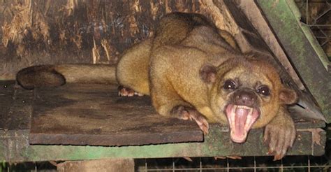 Kinkajou Info - Photo 2