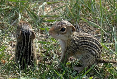 Cuteness Explored These Baby Thirteen Lined Ground Squi Flickr