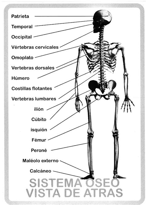 Partes Del Sistema Oseo Para Ninos Para Colorear Fichas Para Trabajar