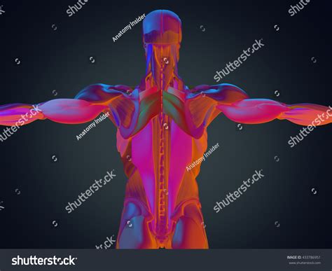 Human Anatomy Torso Back Muscles 3d ภาพประกอบสต็อก 433786951