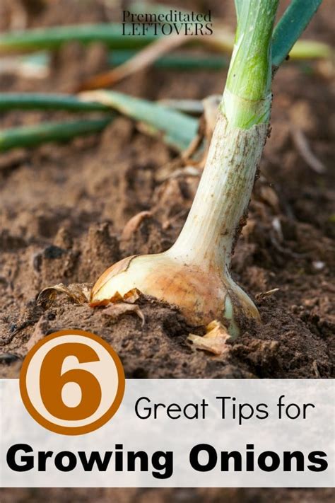 6 Great Tips For Growing Onions