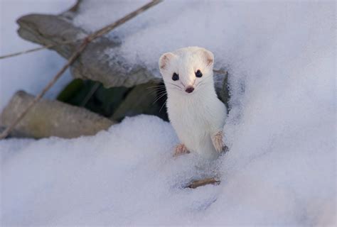 The Adorable Ermines Cute Animals Cute Creatures Endangered Animals
