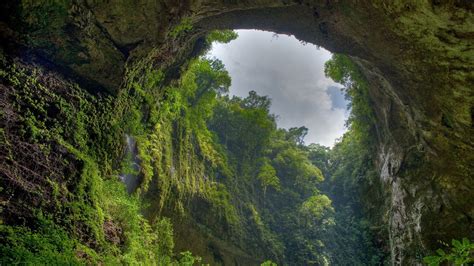 Cave Covered Small Plants And Algae In Jungle Hd Jungle Wallpapers Hd