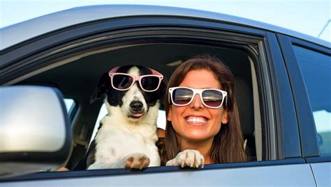 Get your puppy used to. 15 Clever Tips for Traveling with Dogs in Cars