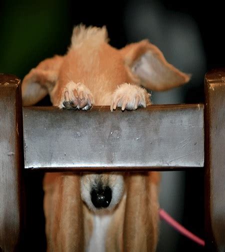 31 Adorable Photos Of Dogs Playing Hide And Seek Page 2 Amazing Doggies
