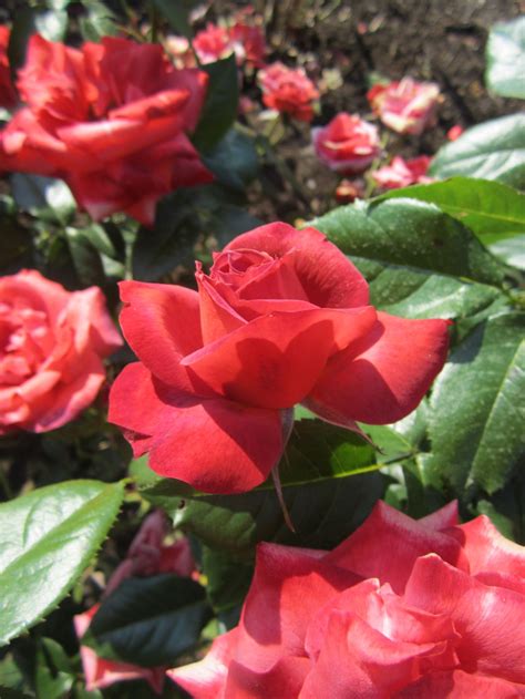 Shop floribunda roses like hot cocoa and more. Rosa 'Hot Cocoa' - Floribunda Rose | Lewis Ginter ...