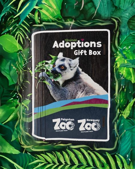 Adopt A Red Panda Adoption T Packs Uk Paignton Zoo