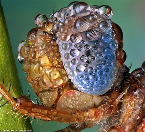 Bugs Amazing Photos Show Microscopic Insects Coping With A Downpour
