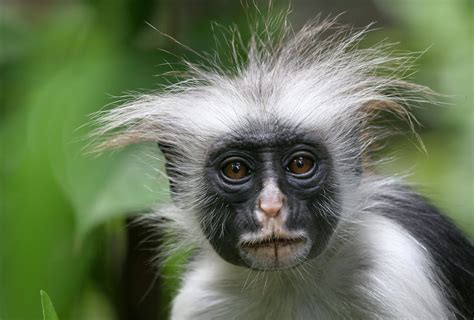 Save The Niger Delta Red Colobus From Extinction Rainforest Trust