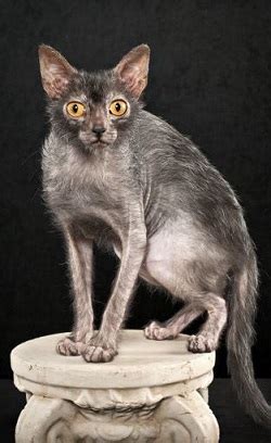 Look at pictures of kittens in los angeles who need a home. Lykoi Cat Breeders and Information