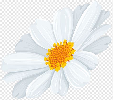 Lambang bunga seruni gambar bunga bunga nusantara bunga api bunga raya bunga ayu seaside resort bunga nasional indonesia. Ilustrasi bunga kelopak putih dan kuning, Daisy umum ...