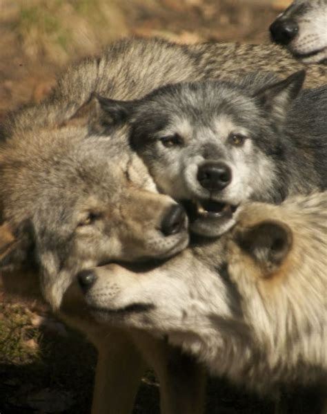 Also, the wolf that you choose describes your avatar. The Grey Wolf Sanctuary of Haliburton Forest | Adventure ...