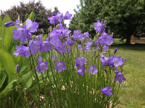 Harebell In Containers Campanula Rotundifolia Blooms For Weeks