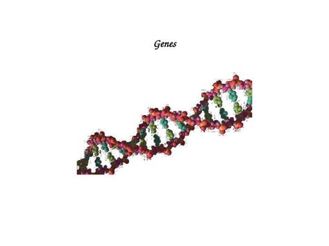 Ppt Genes Outline Genes Definitions Molecular Genetics