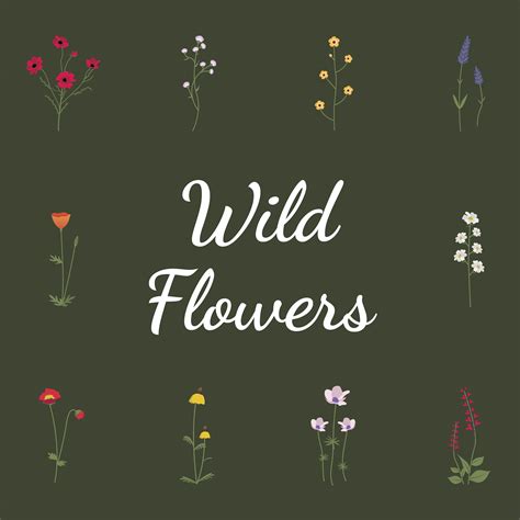 Wild Flower Vector Download Free Vectors Clipart Graphics And Vector Art