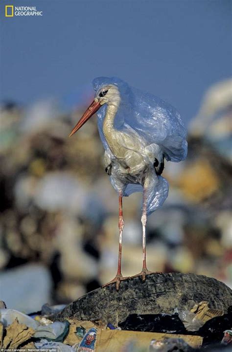 Heartbreaking Images About The Plastic Crisis And Its Devastating