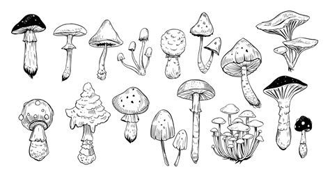 Premium Vector Set Of Mushrooms Hand Drawn Illustration Isolated On