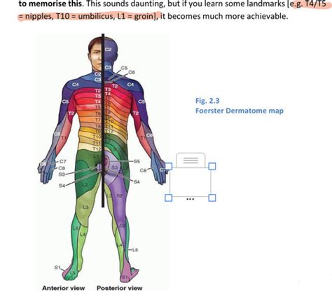 Dermatomes Myotomes And Segmental Innervation Of The Limbs Flashcards