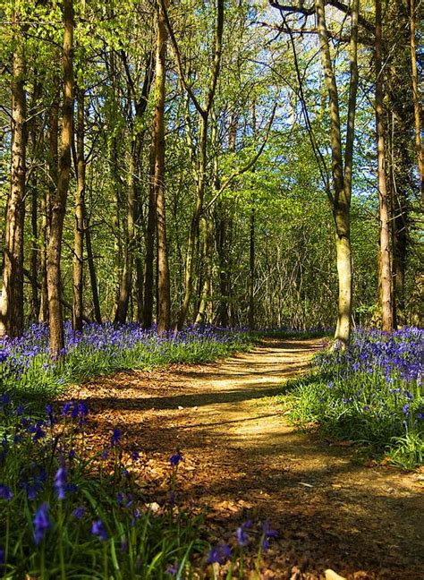 Blue Bell Way Beautiful Places Nature Scenery Nature Travel