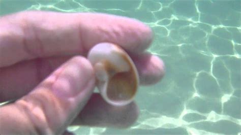 Snorkeling Navarre Beach Fl For Seashells Virtual Shelling Youtube