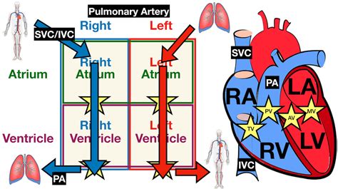 Heart Anatomy Labeled Diagram Structures Blood Flow Function Of