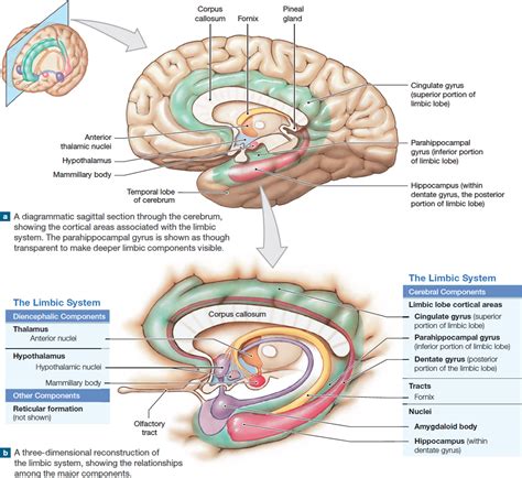 148 The Limbic System Is A Group Of Nuclei And Tracts That Functions