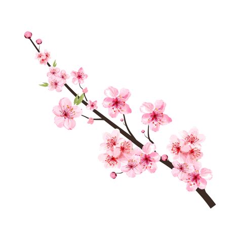 Cherry Blossom Branch With Blooming Pink Sakura Flower PNG Realistic Watercolor Cherry Flower