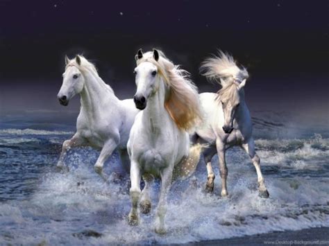 Beautiful White Horses 7 White Horses Running 281788 Hd