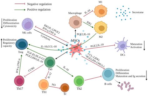 Ijms Free Full Text Immunomodulatory Mechanisms Of Mesenchymal Stem