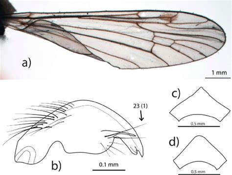 Aphrophila Bidentata Alexander A Wing B Gonostylus C Male Tergite