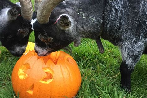 Goats Eating Pumpkin Reaseheath College