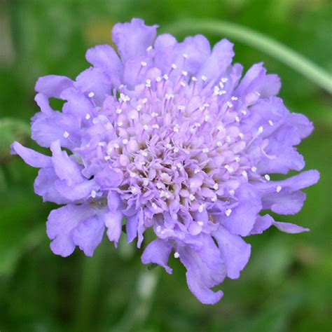 Scabiosa Butterfly Blue 1 Plant Live Outdoor Herbaceous In 9cm Pot