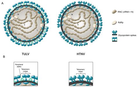Epidemiology in the virology laboratory. Viruses | Free Full-Text | Hantavirus Gn and Gc Envelope ...