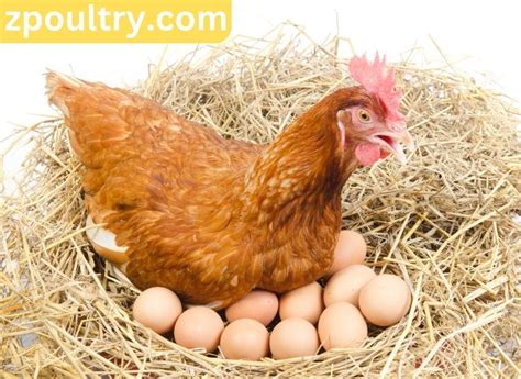 Bovan Brown Chicken Complete Breed Profile Zpoultry