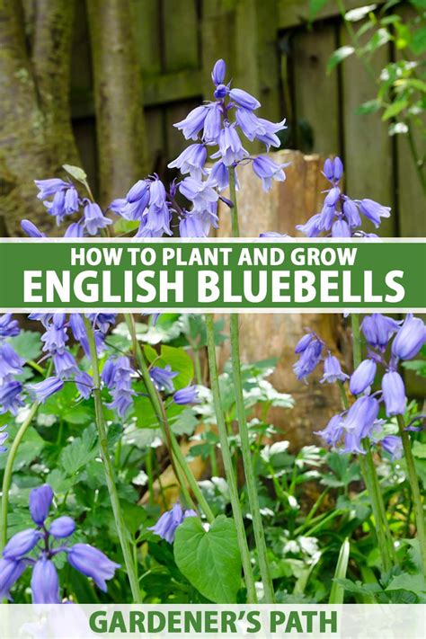 Como Plantar E Cultivar Inglês Bluebells Jardineiro Caminho Rocket Site
