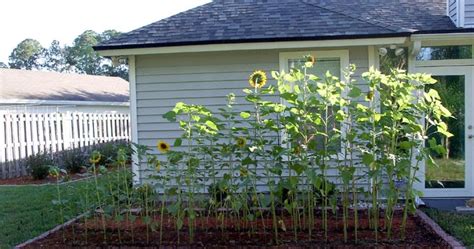 Julie Ann Brady Blog On My 7 Foot Sunflower Garden