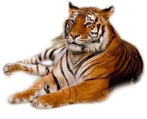 Tiger Png Transparent Image Download Size 514x418px