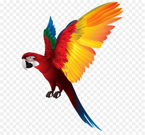 Since the remarkable pesquet's parrot had a limited range to begin with, it remains especially vulnerable. Bird Parrot