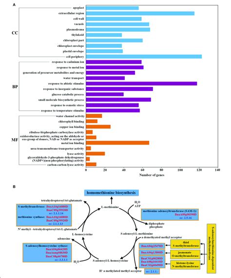 Annotation Of Stigma Enriched Genes A The 10 Most Highly
