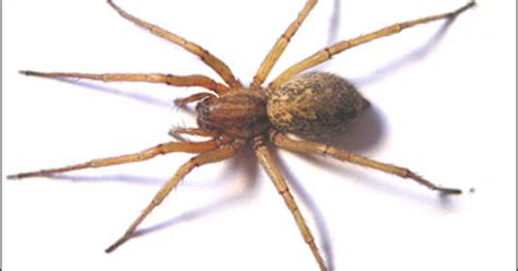 Hobo Spider Bite Turns Serious Cbs News