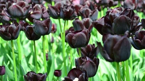 15 Types Of Black Flowers A List Of Beautifully Dark Black Blooms