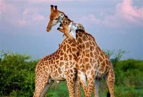 scientists shed new light on the sex life of giraffes