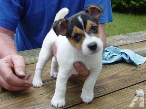 They do not do well by being chained up all day as they need the. "BELLA" Jack Russell puppy female | Jack russell puppies ...
