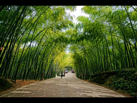 Bamboo Sea Southern Sichuan Cn