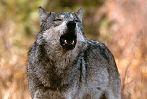 Wolves don't terrorize towns, or kidnap innocents, or brutalize women! The Language of Wolves - Living with Wolves